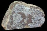 Polished Dinosaur Bone (Gembone) Section - Colorado #73048-2
